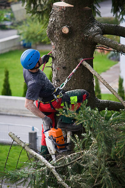 Best Emergency Tree Removal  in USA